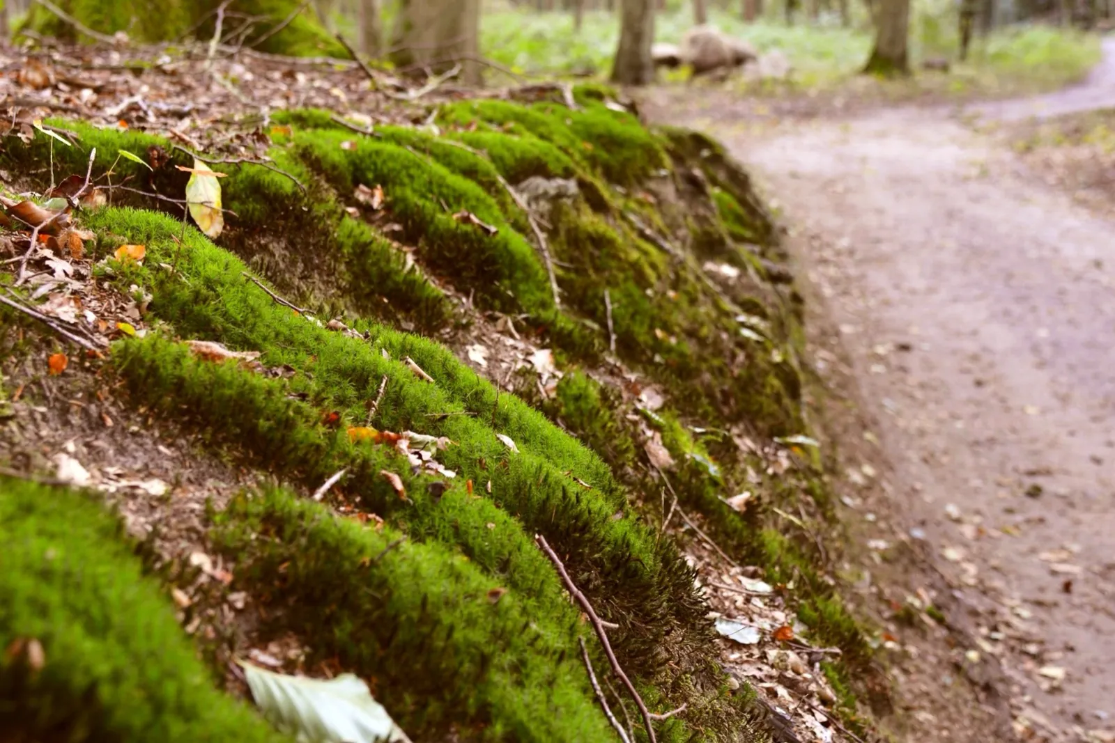 Eindruck aus dem Waldfrieden 1