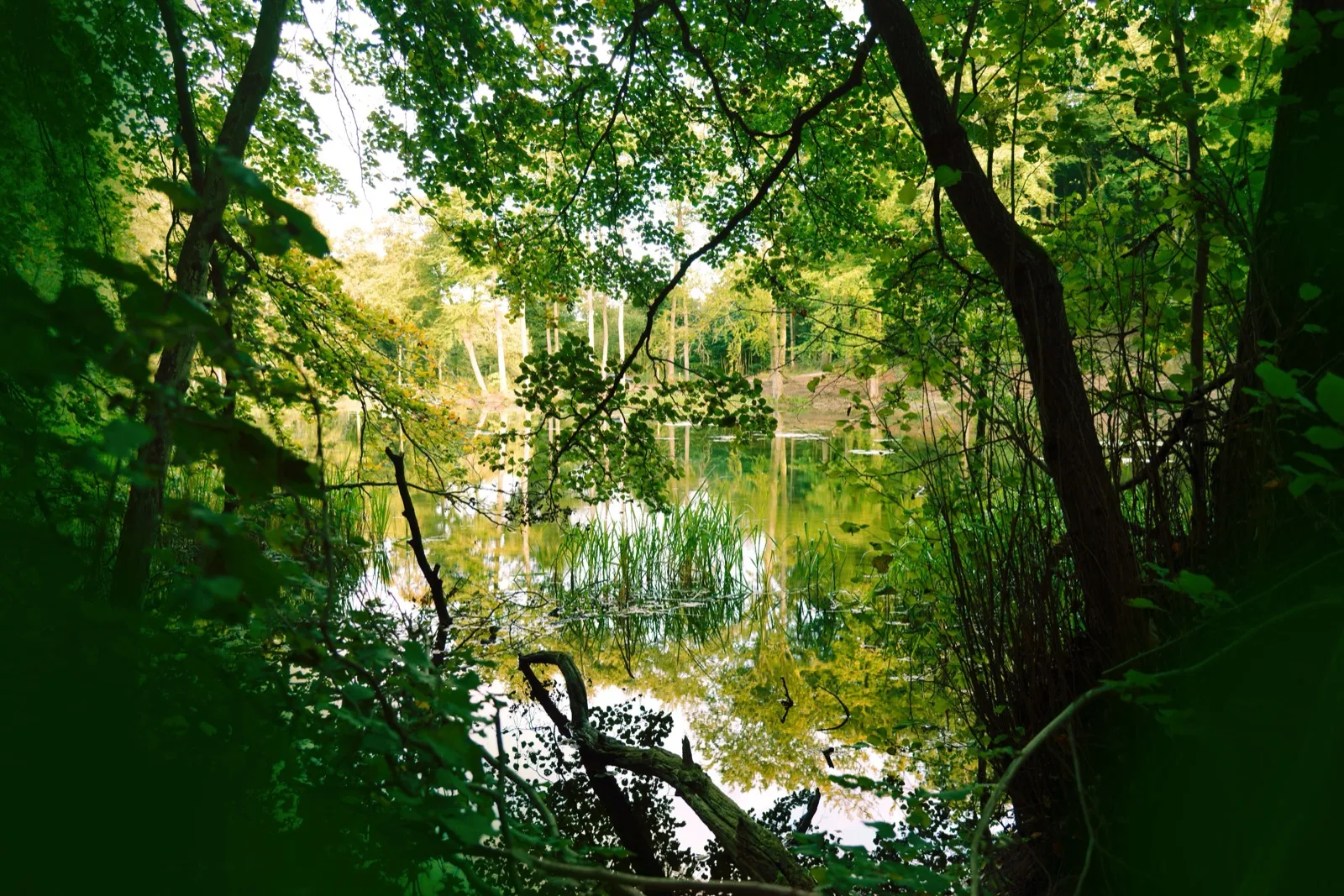 Eindruck aus dem Waldfrieden 3